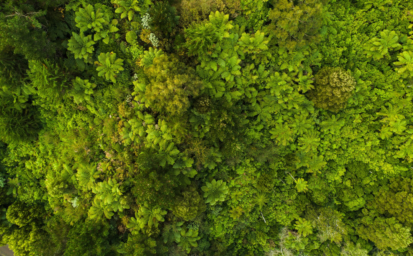 Goed voor het klimaat Bovenaanzicht van een gezond bos
